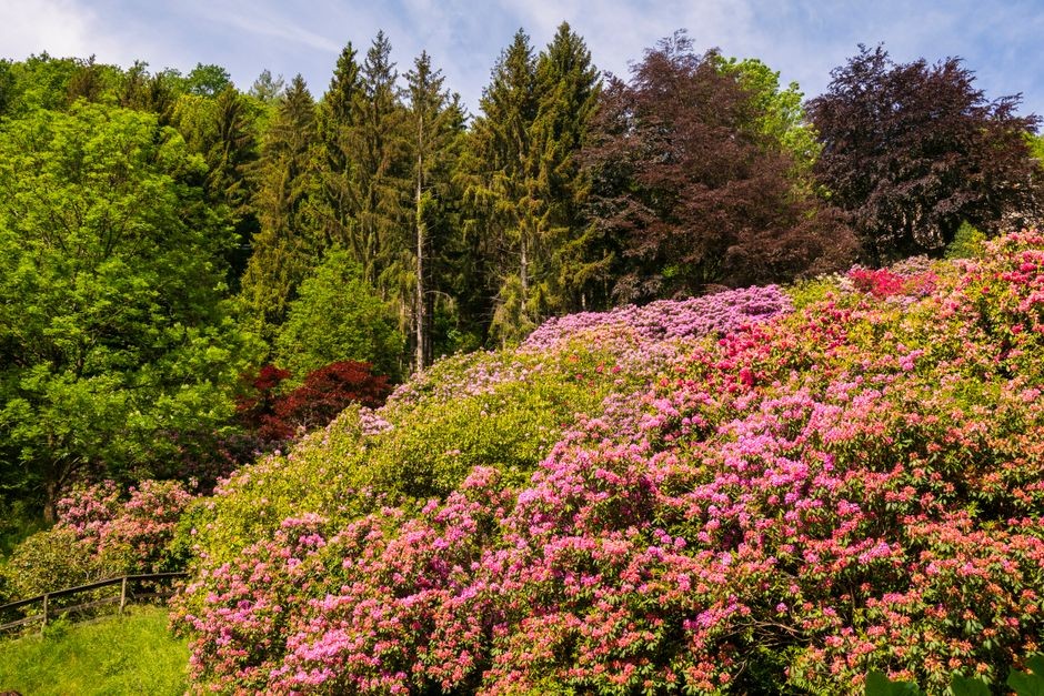 Rhododendron Season in Sikkim – Best Time & Places