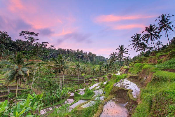 Tegalalang Rice Terrace walk in Bali — Things to Do & Tips